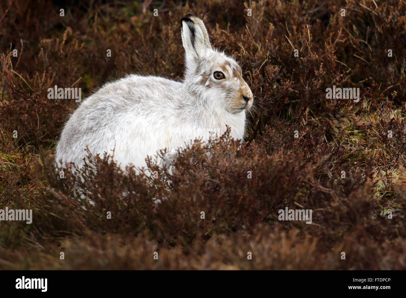 Der Schneehase Hase (Lepus Timidus), auch bekannt als blaue.  Hier zu sehen auf einem schottischen Berg im Heidekraut. Stockfoto