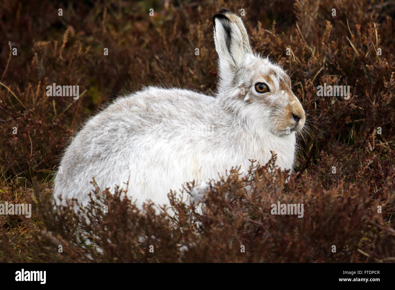 Der Schneehase Hase (Lepus Timidus), auch bekannt als blaue.  Hier zu sehen auf einem schottischen Berg im Heidekraut. Stockfoto