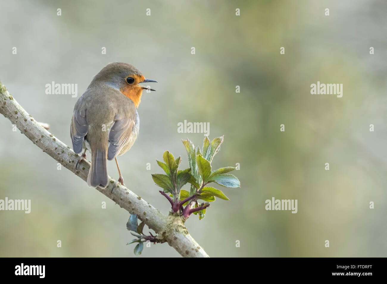 Europäischen Rotkehlchen (Erithacus Rubecula) Vogel singen und Anzeige während der Frühjahrssaison in der Suche für einen Kumpel. Stockfoto