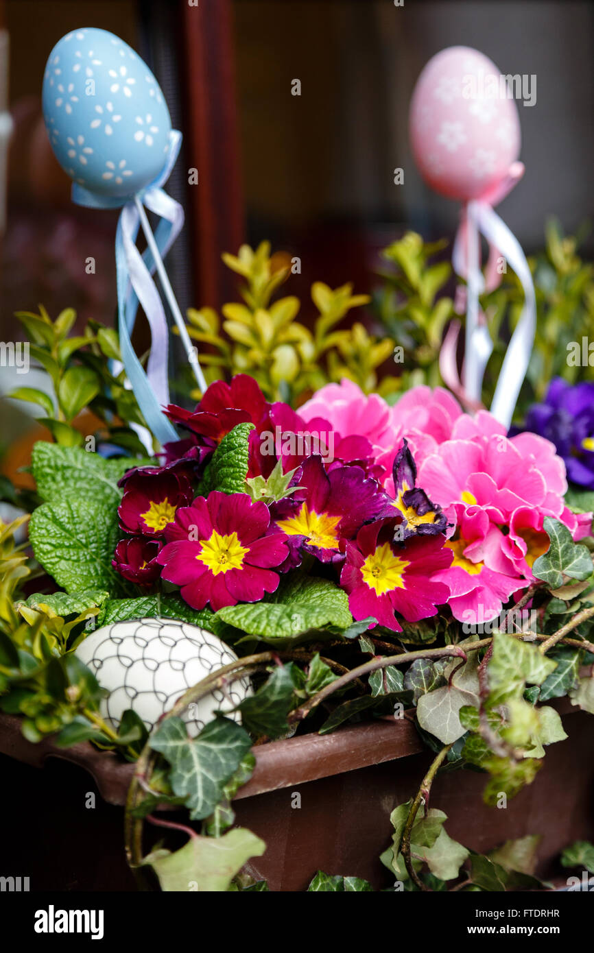 Primeln mit Ostereiern Stockfoto