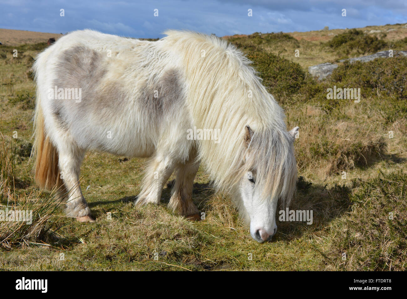 Dartmoor Ponys grasen auf dem offenen Moor im frühen Frühling, Dartmoor National Park, Devon, England Stockfoto