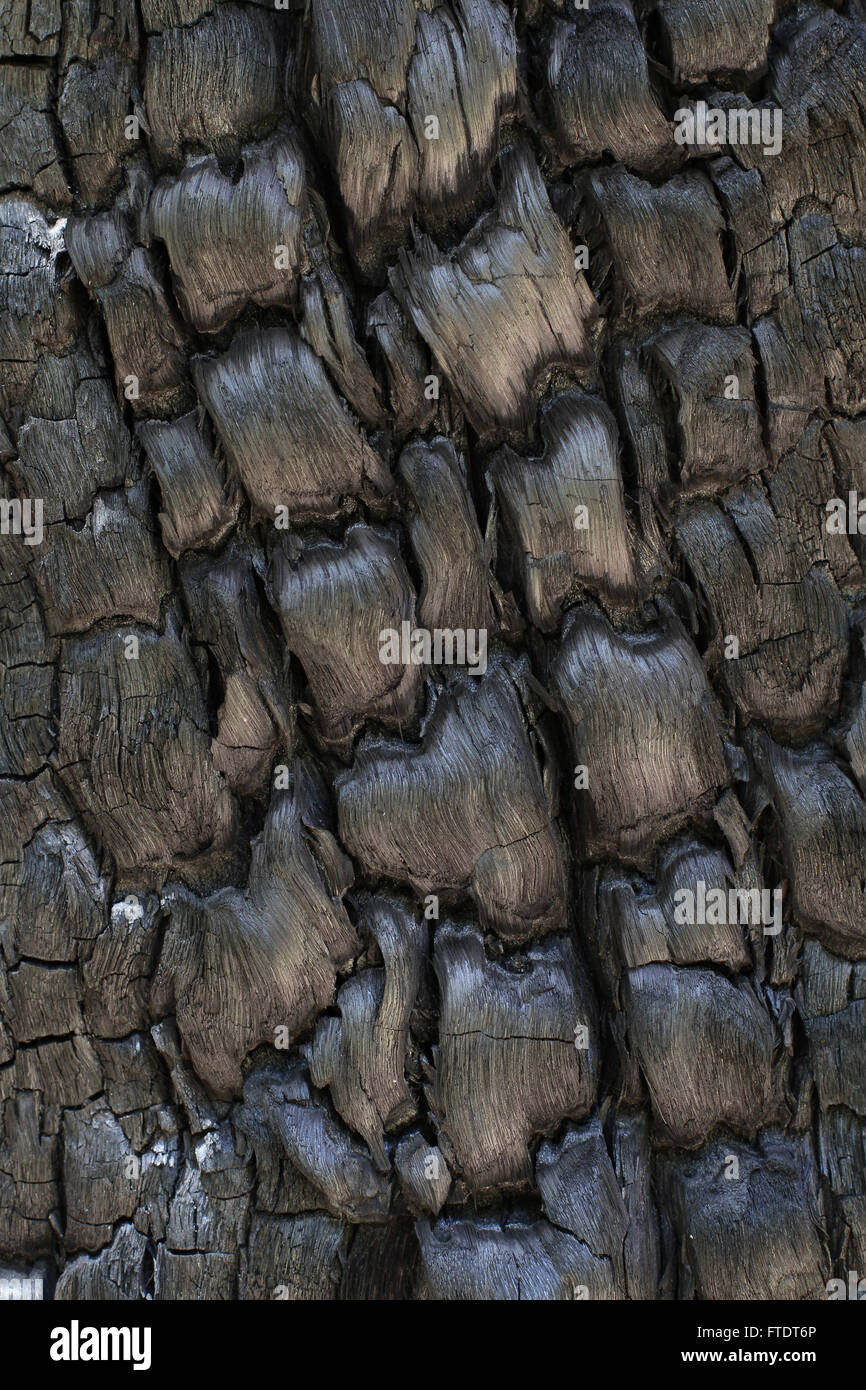 Nahaufnahme von einem verkohlten Baumstamm verbrannt durch ein Buschfeuer Stockfoto