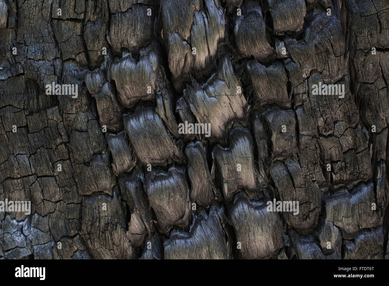 Nahaufnahme eines Baumstammes brannte nach einem intensiven Buschfeuer im australischen Outback. Stockfoto