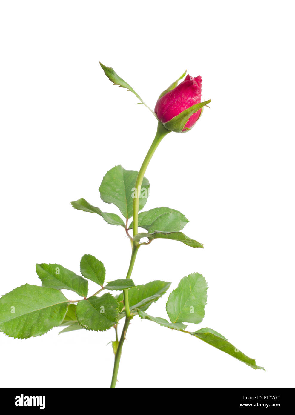 Rose Bud isoliert auf weißem Hintergrund Stockfoto