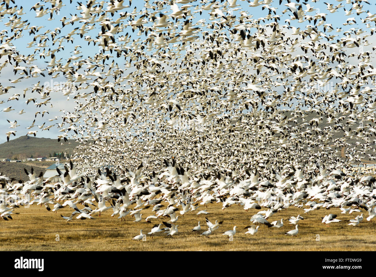 Schneegänse Herde zusammen Frühling Migration Wildvögel Stockfoto