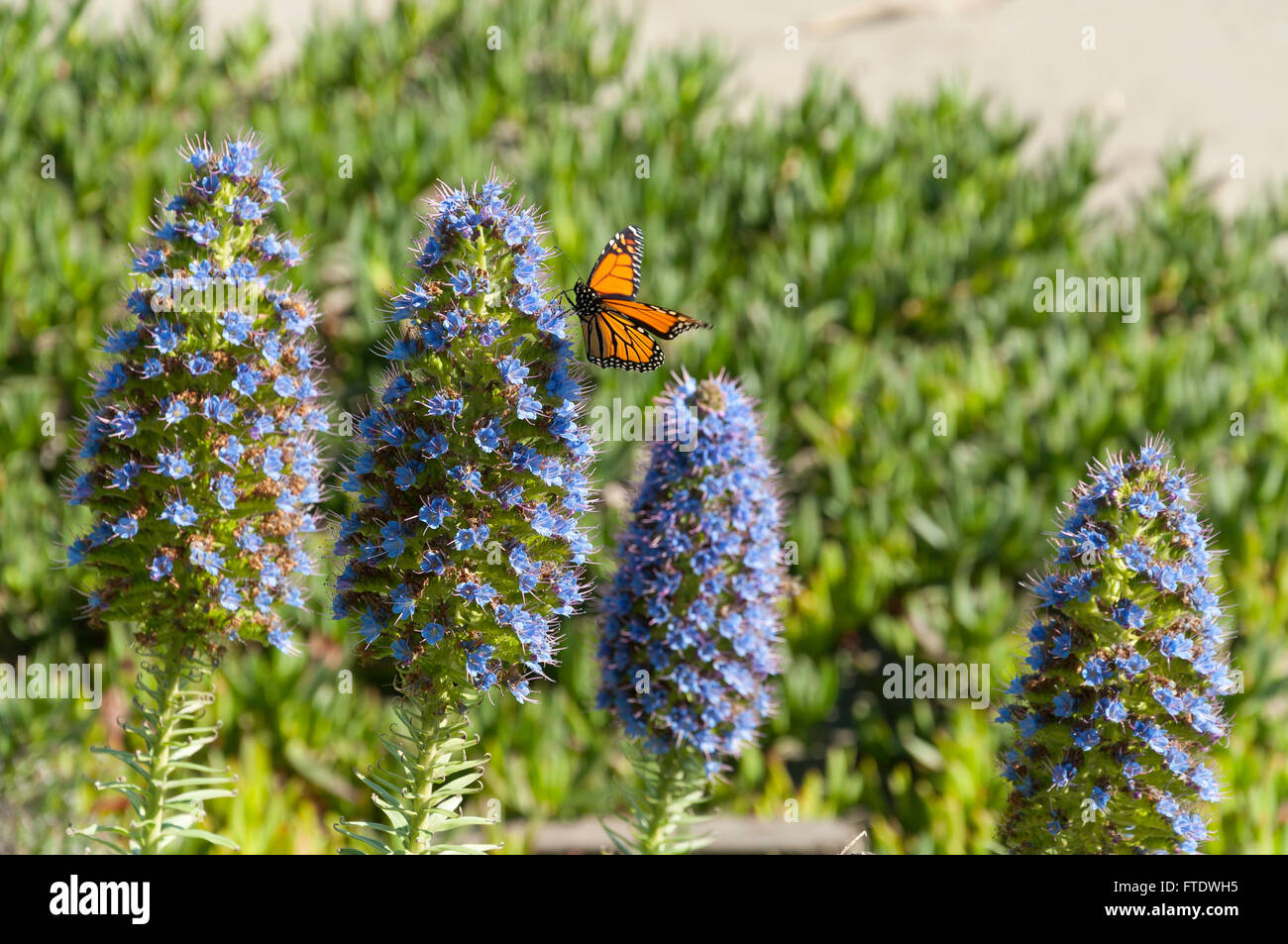 Monarch-Schmetterling auf Blume Pflanze, Gollands Punkt, Esplanade, Sumner, Christchurch, Canterbury Region, Neuseeland Stockfoto