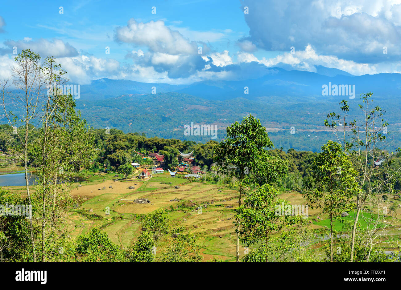 Grünen Reisfeldterrassen in Tana Toraja. Süd-Sulawesi, Indonesien Stockfoto