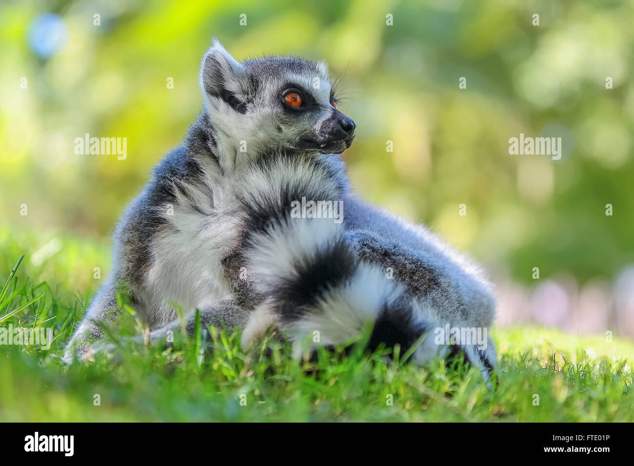 Ein Ring-tailed Lemur Sonnenbaden im Anja Reserve, Madagaskar Stockfoto