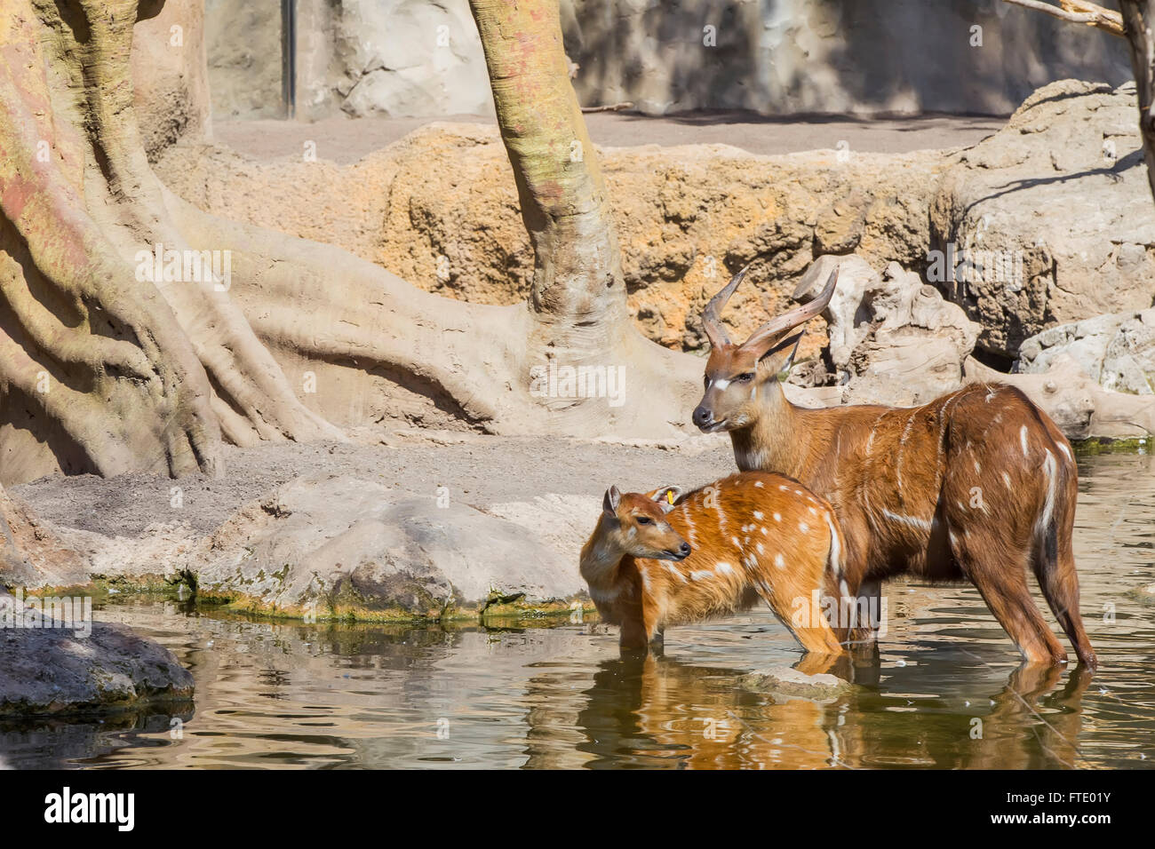 Bongo-Antilope, Tragelaphus Stockfoto