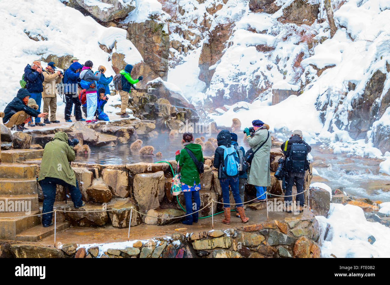 Touristen, die gerade Schneeaffen bei Jigokudani Sprudel, Japan. Stockfoto