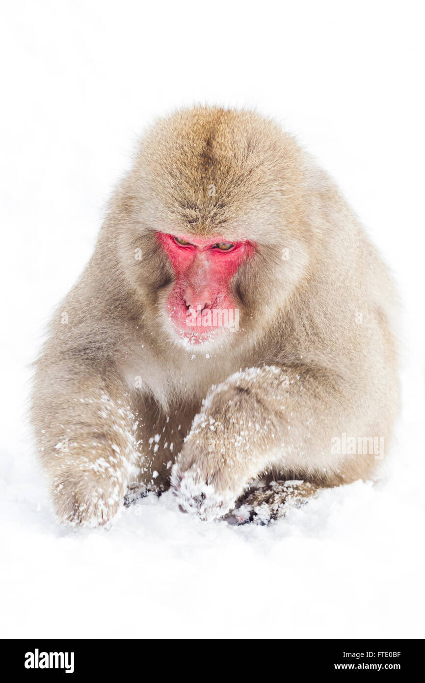 Ein Schnee-Affe Suche im Schnee in der Nähe Jigokudanis Thermalquelle, Japan. Stockfoto