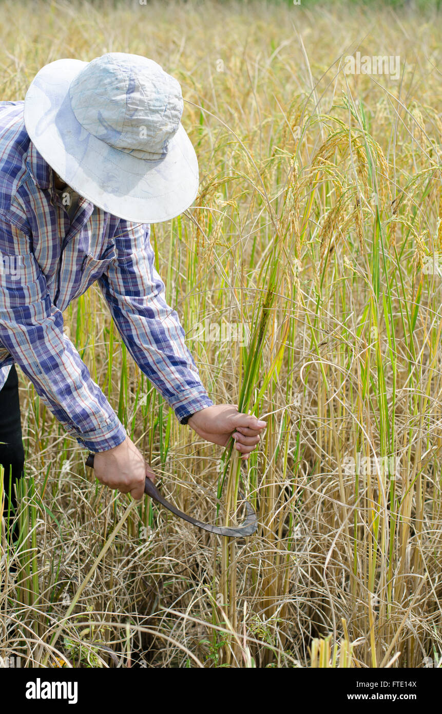 Landwirt - Detail Mann schneiden Reis mit einer Sichel Stockfoto
