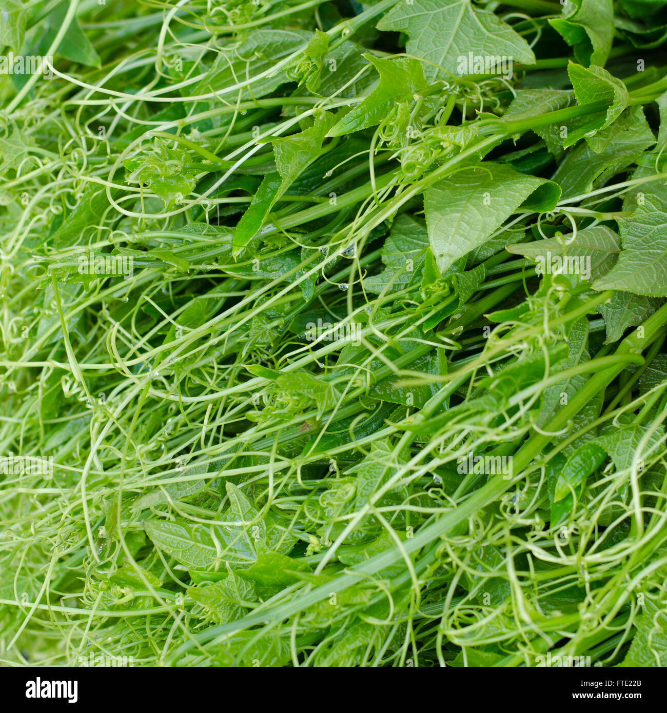 frische grüne Chayote verlässt Hintergrund Stockfoto