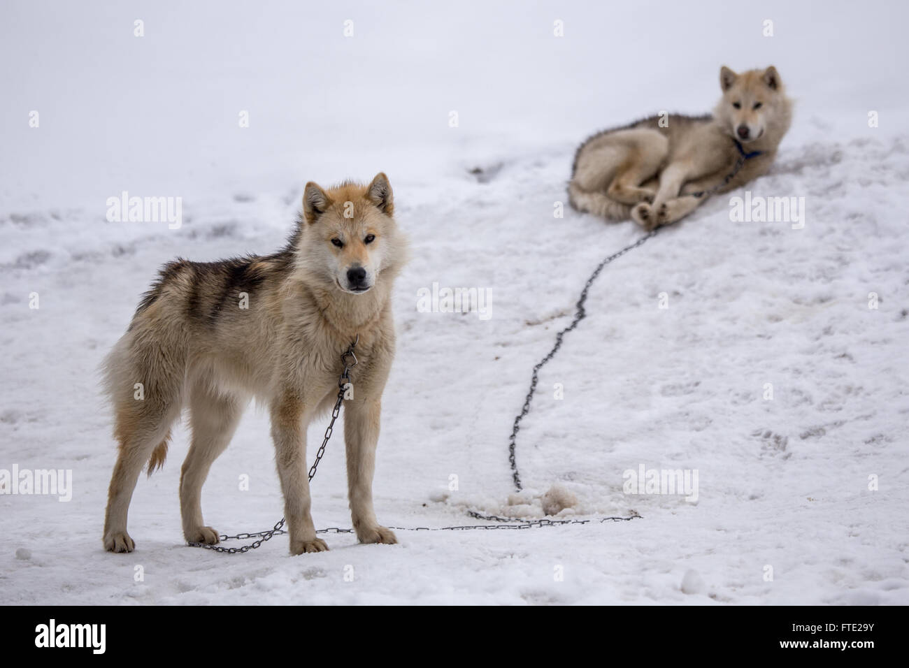 Zwei Rodeln Hunde, husky, grönländischen Sisimiut, Grönland 2015 Stockfoto