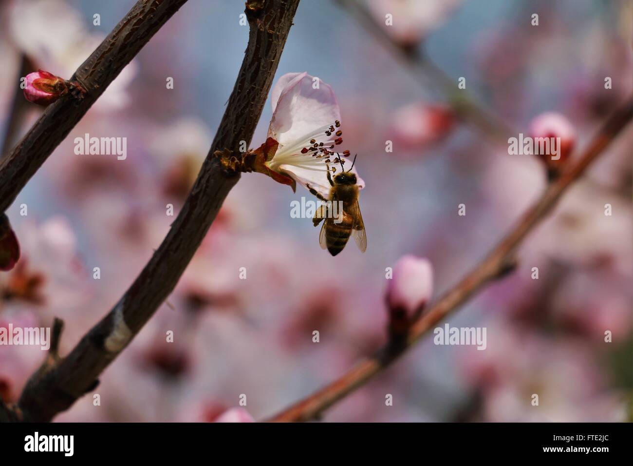 Cherry Blossom und eine Biene in duftenden Hügel park Peking, China Stockfoto