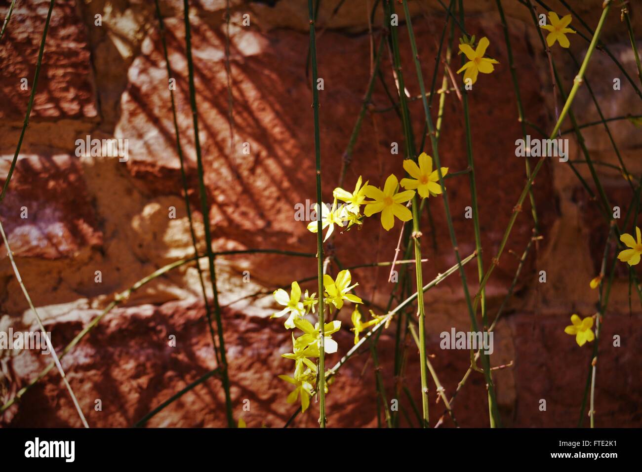 Gelben Blüten gegen orange Wand. Stockfoto