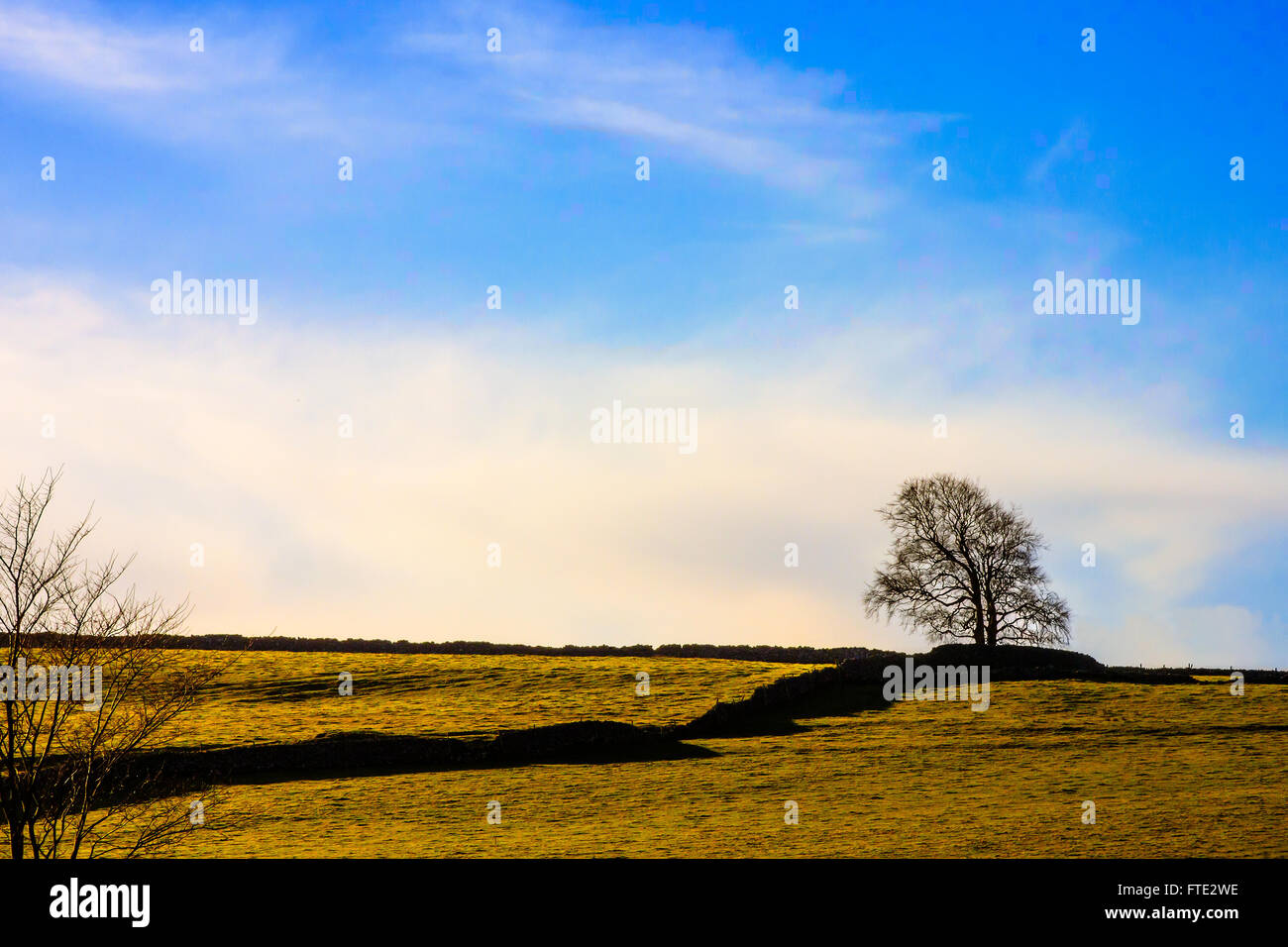 Einsamer Baum in Derbyshire Landschaft Stockfoto