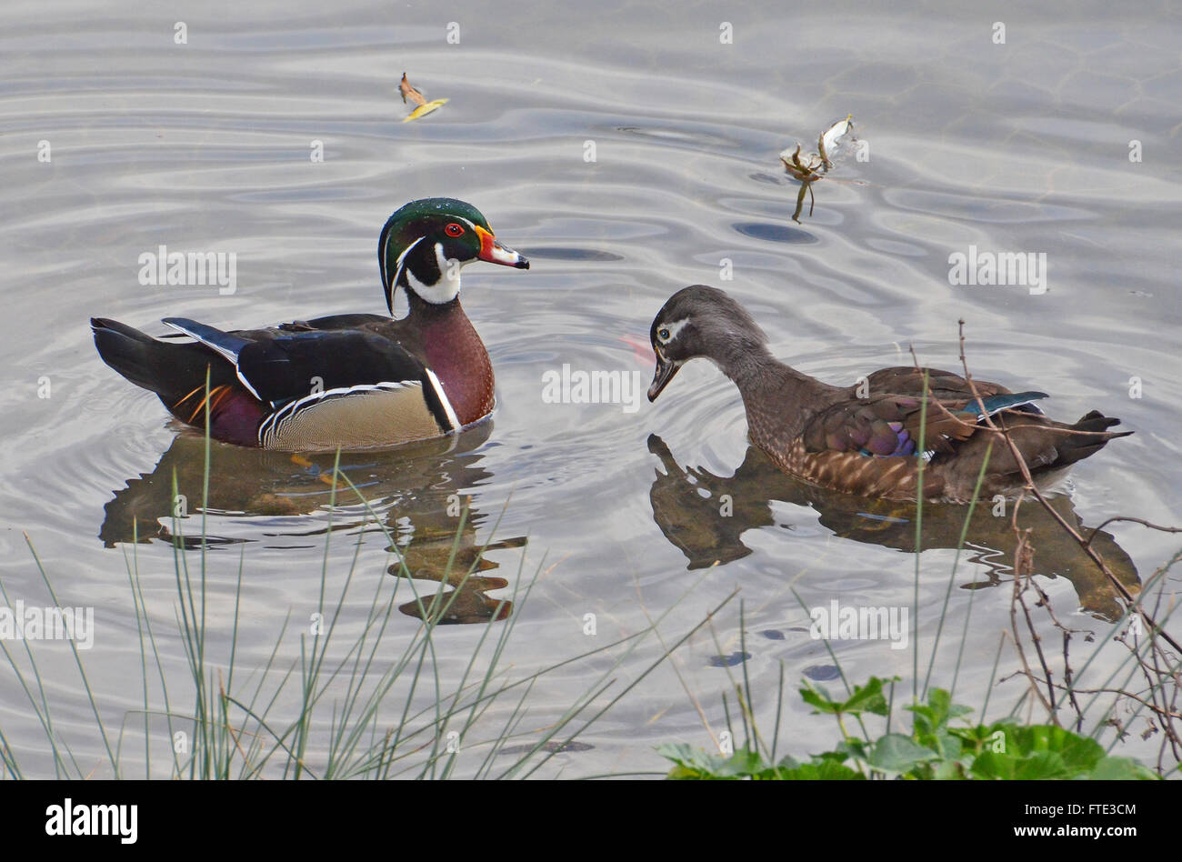 Balz Holz Enten Stockfoto