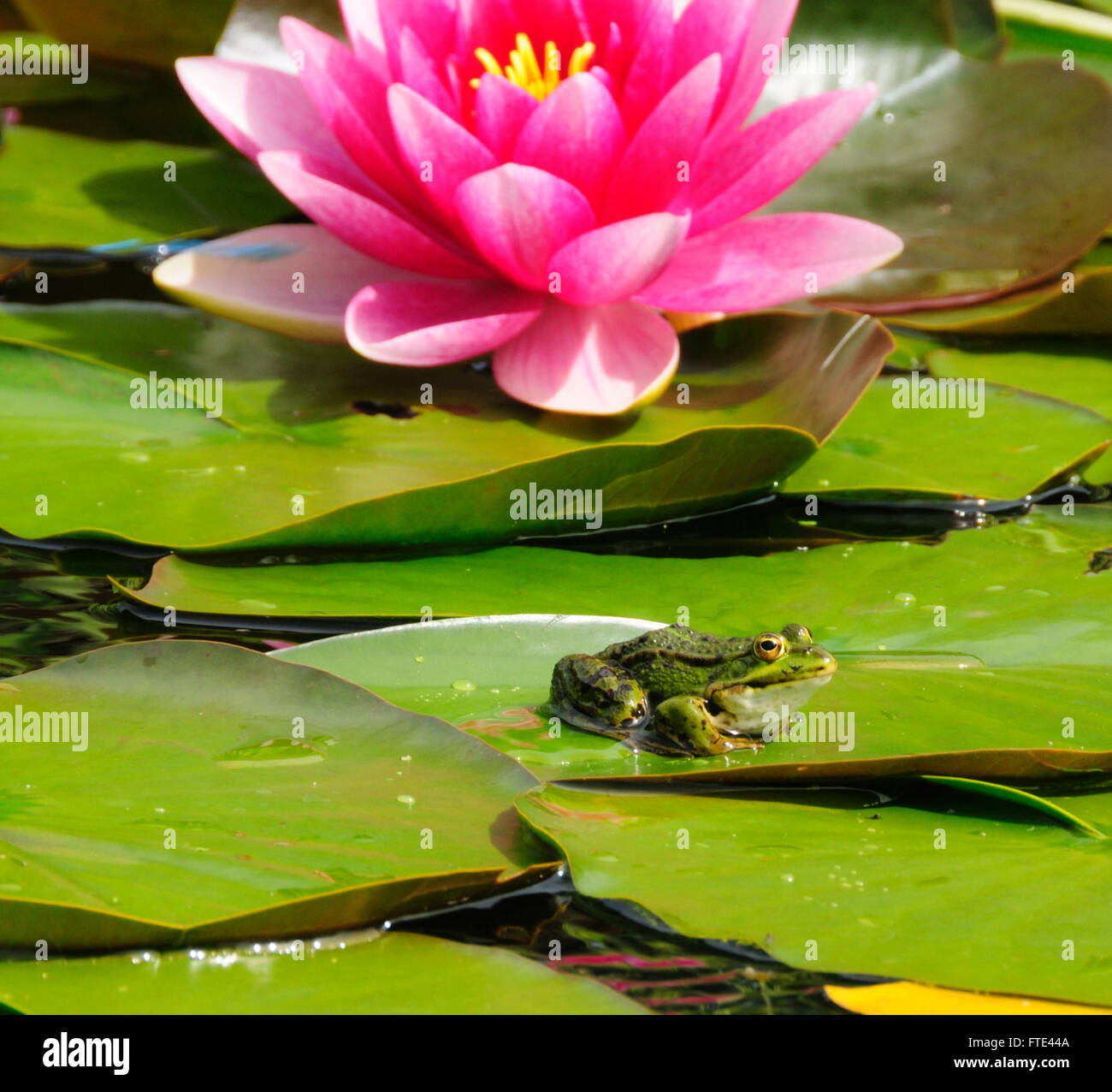 Kleiner Frosch auf ein Seerosenblatt in einem Teich mit einer Blüte rosa Lilie. Stockfoto