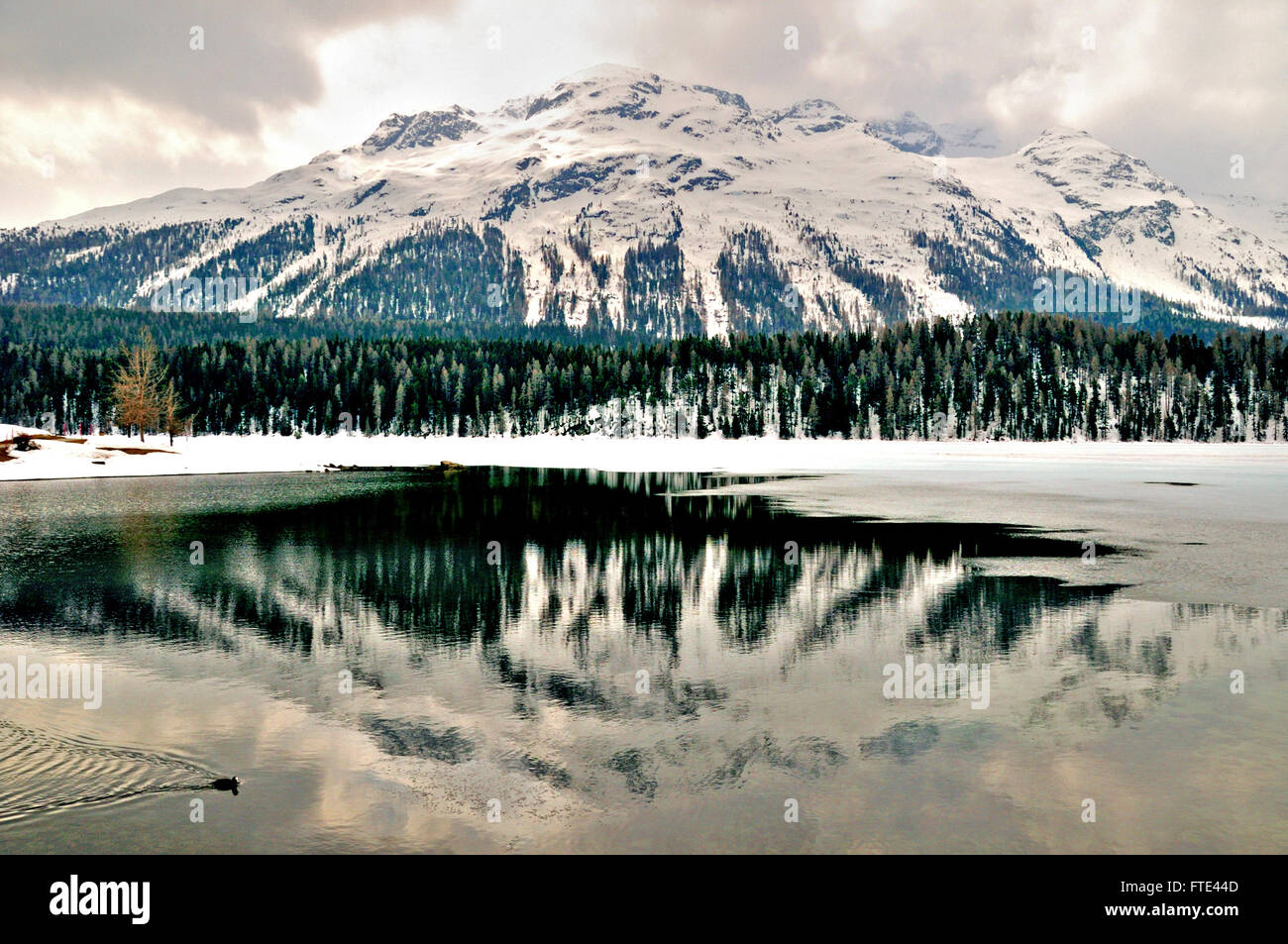 See und Piz Rosatsch Berg im Winter bei San Moritz Schweiz. Stockfoto