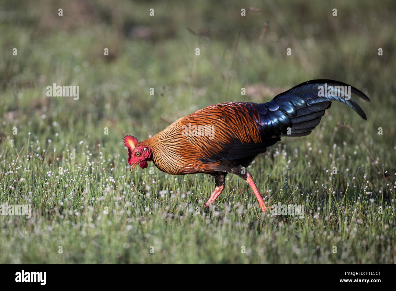 Der Sri-Lankischen Kammhuhnprojekte (Gallus Lafayettii), auch bekannt als die Ceylon-Kammhuhnprojekte ist der Nationalvogel von Sri Lanka Stockfoto