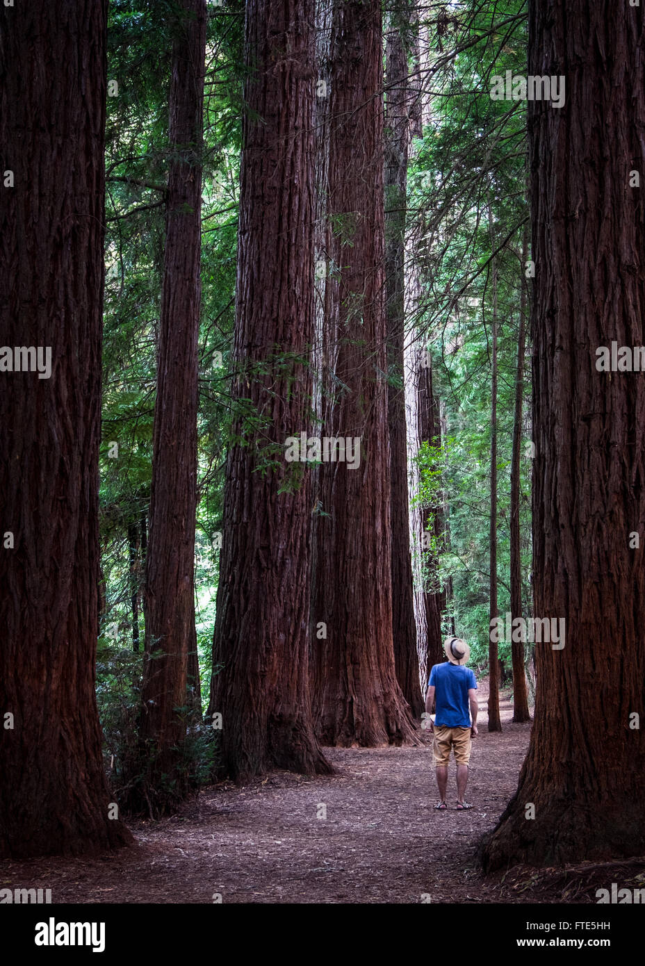 Ein Mann beobachtet die Mammutbäume (Sequoia) in den Redwood-Wald in Rotorua Stockfoto