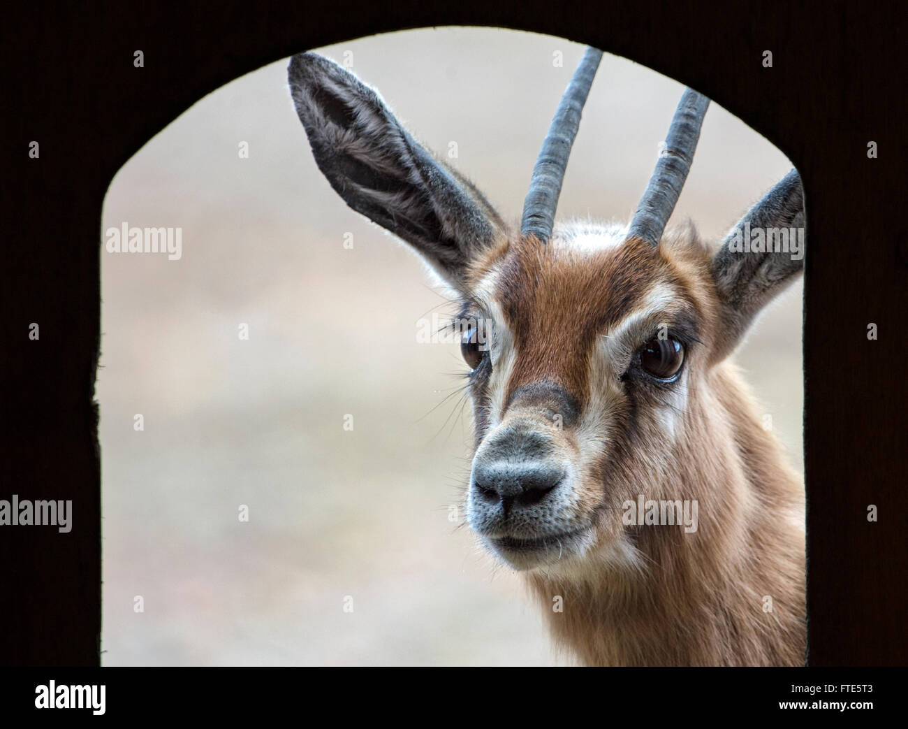 Dorcas Gazelle Blick in Richtung Kamera durch eine Tür Stockfoto