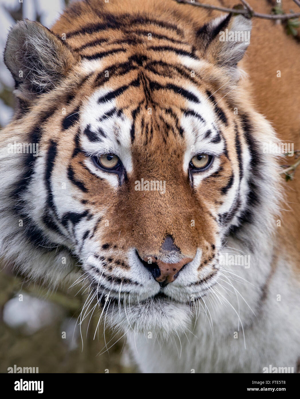 Weibliche (Sibirien) Amur-Tiger (Gesicht geschossen) Stockfoto