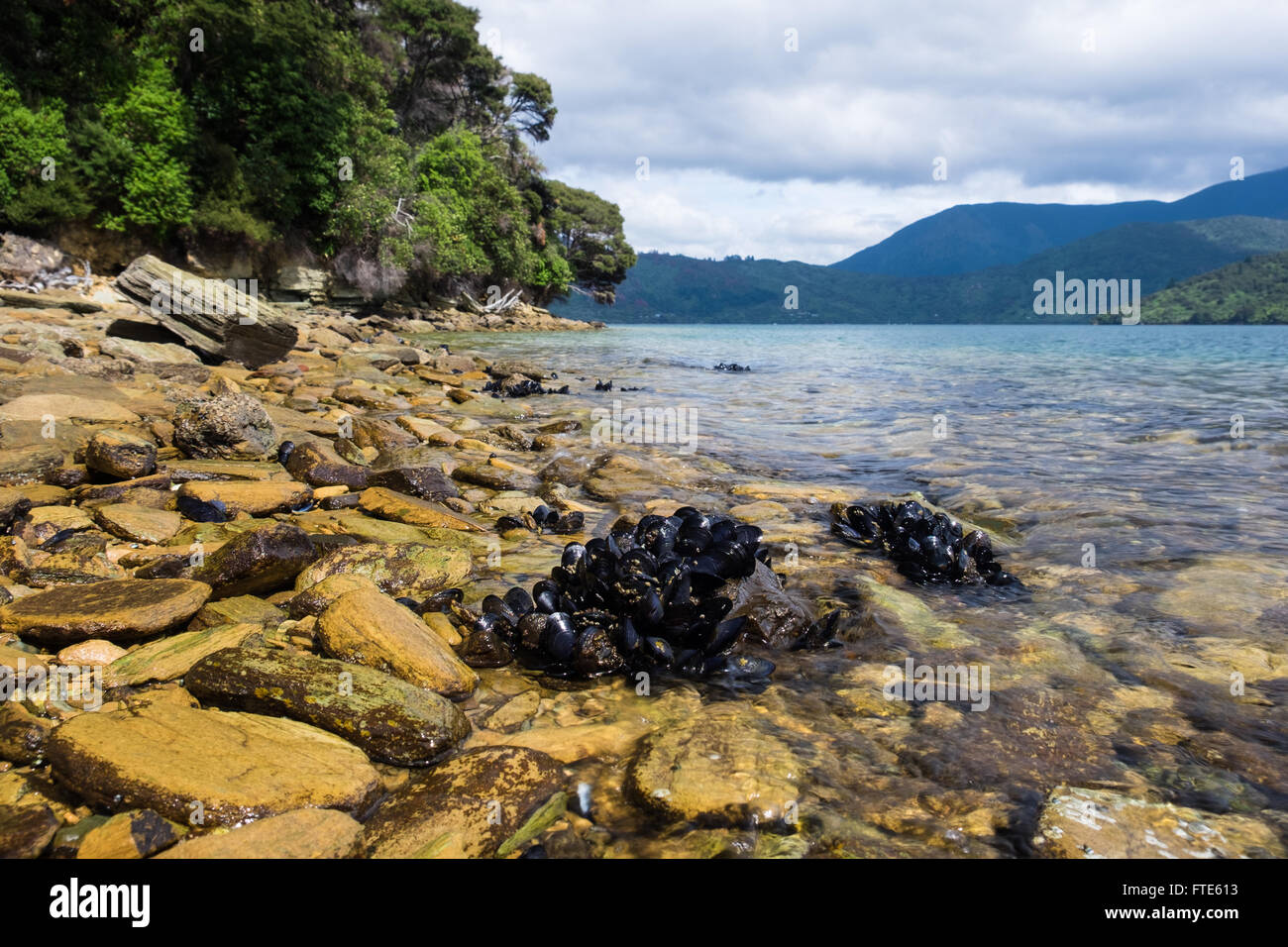 Muscheln, die an der Küste in Endeavour Inlet wächst in der Nähe von Queen Charlotte Sound in Marlborough. Stockfoto