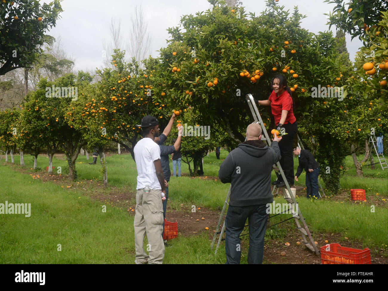 Seeleute und Marines der USS Bataan (LHD 5) nehmen an einer Veranstaltung zur Gemeindebeziehungen Teil und pflücken Orangen in Lissabon, Portugal, während eines geplanten Hafenbesuchs. Diese Aktivität war Teil einer umfassenderen Mission der maritimen Sicherheit und Krisenreaktion in den Gebieten der 5. Und 6. Flotte der US Navy. Stockfoto