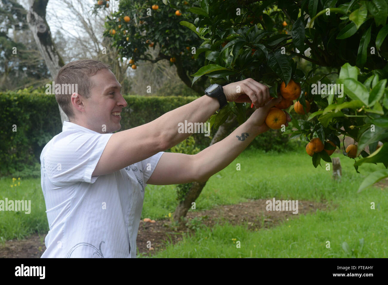 Dieses Foto zeigt Justin Palmer, der Luftfahrzeugbaumechaniker der 1. Klasse, der während einer Gemeindeveranstaltung in Lissabon, Portugal, Orangen pflückt, während er auf der USS Bataan stationiert ist. Das Schiff unterstützt die maritime Sicherheit, Krisenreaktion und Zusammenarbeit in den Regionen der 5. Und 6. Flotte der US Navy. Stockfoto