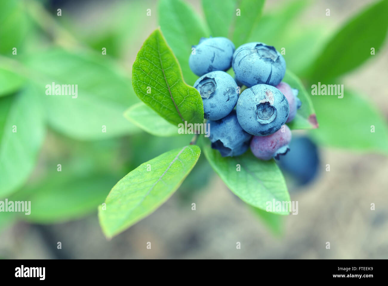 Reife Heidelbeeren Zweig hautnah Stockfoto