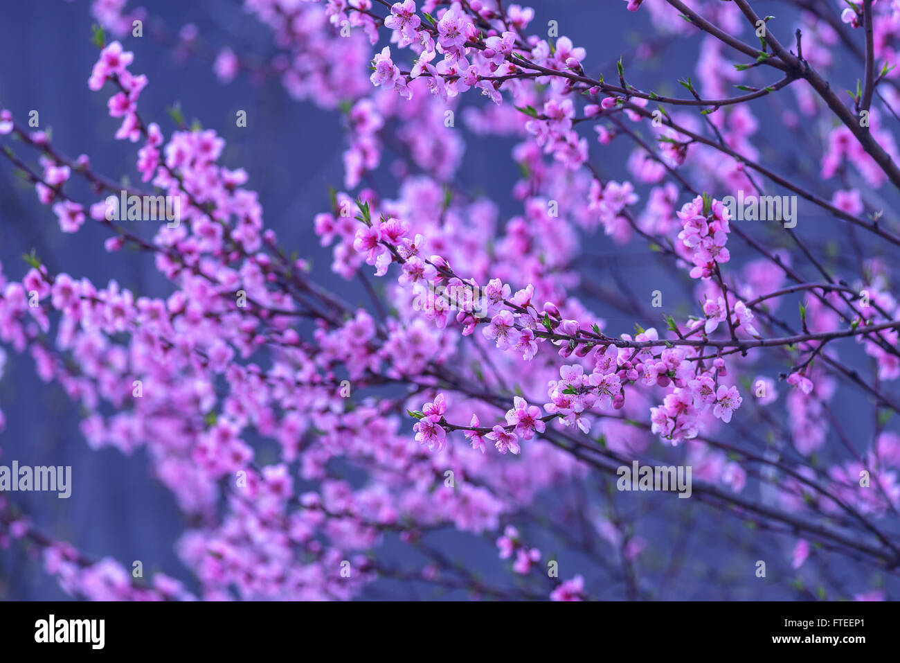 Rosa Pfirsich Blüten im Frühling Stockfoto