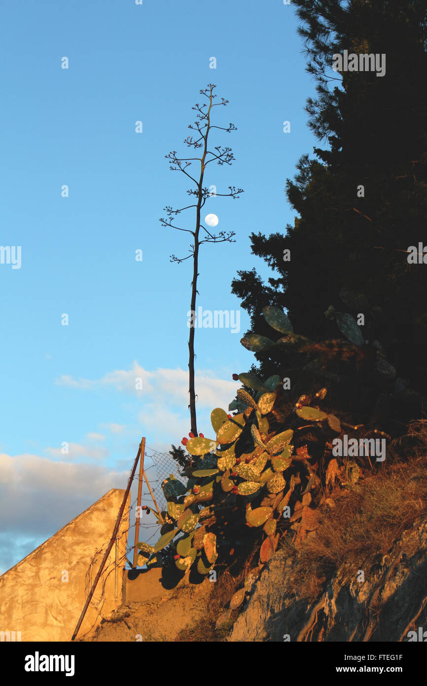 Nerja-Nachmittag, wie der Mond scheint und passt in Position mit den einheimischen Pflanzen Stockfoto