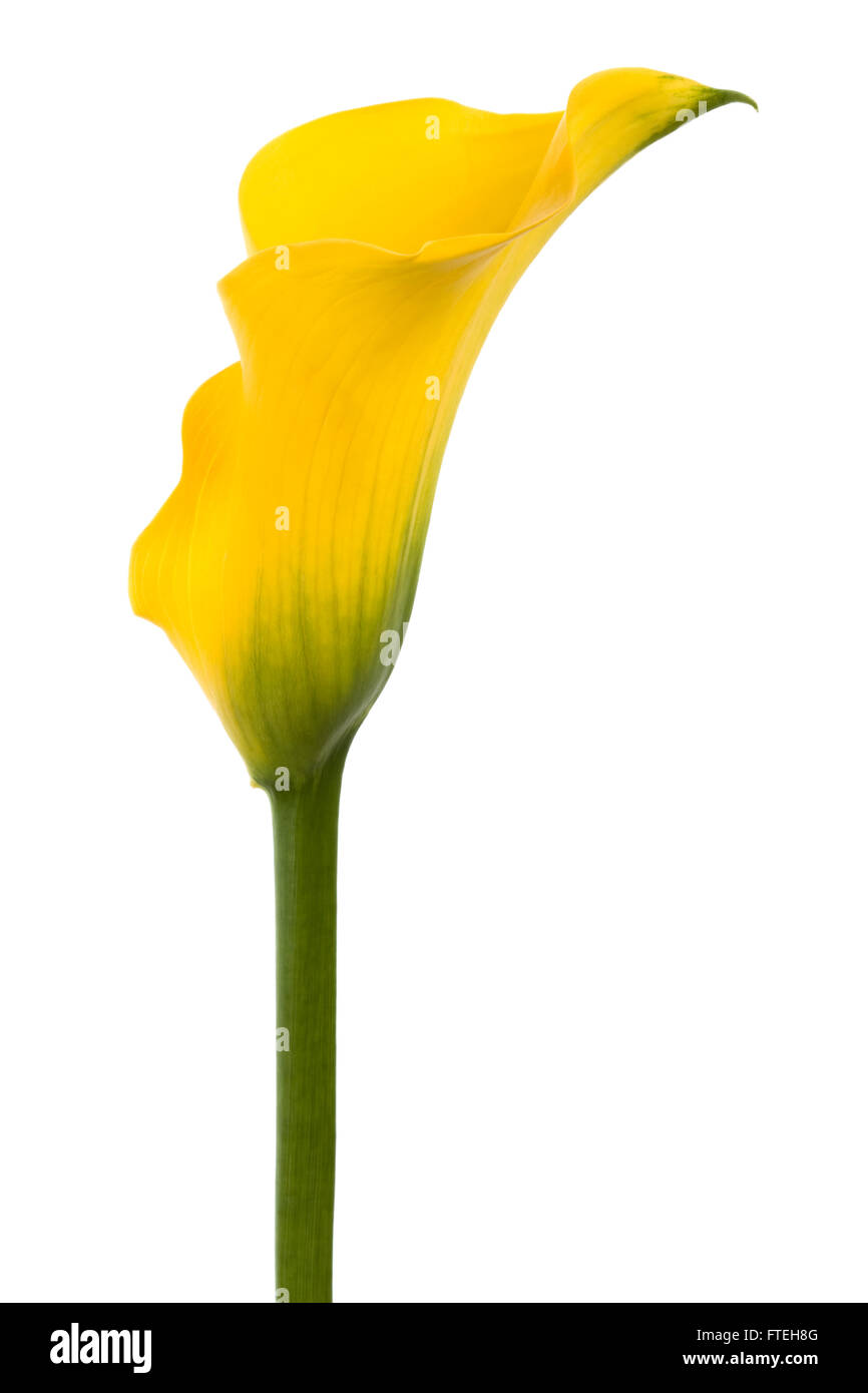 Schöne gelbe Blume auf einem weißen Hintergrund Stockfoto