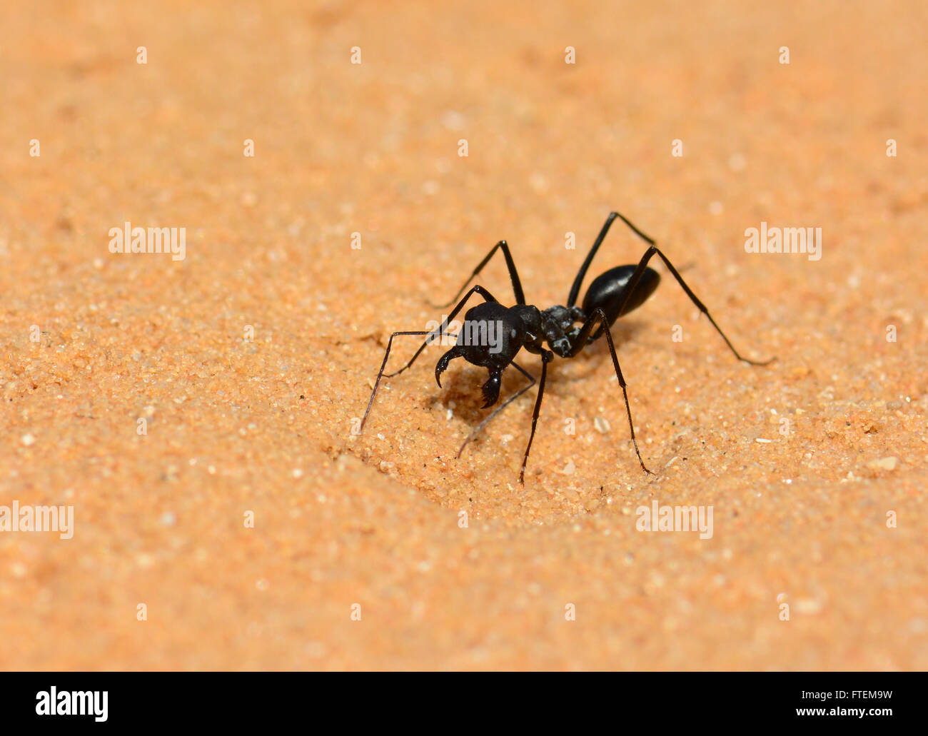 Schwarze Ameise auf sand Stockfoto