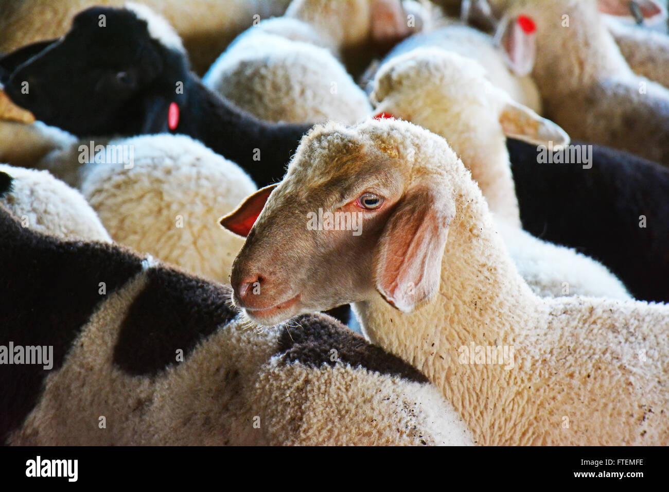 Lämmer-Herde Stockfoto