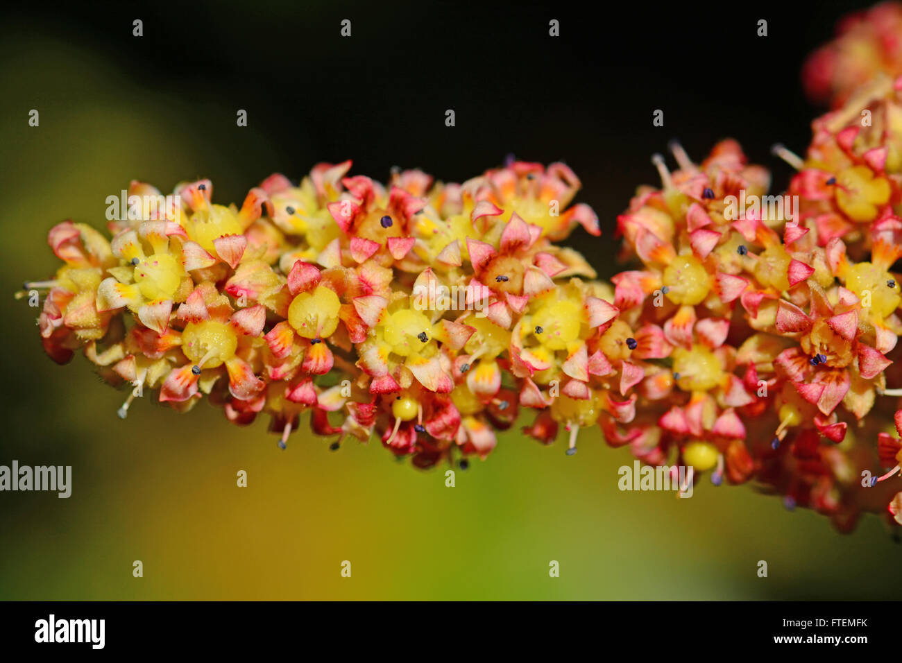 Mango-Blumen hautnah Stockfoto