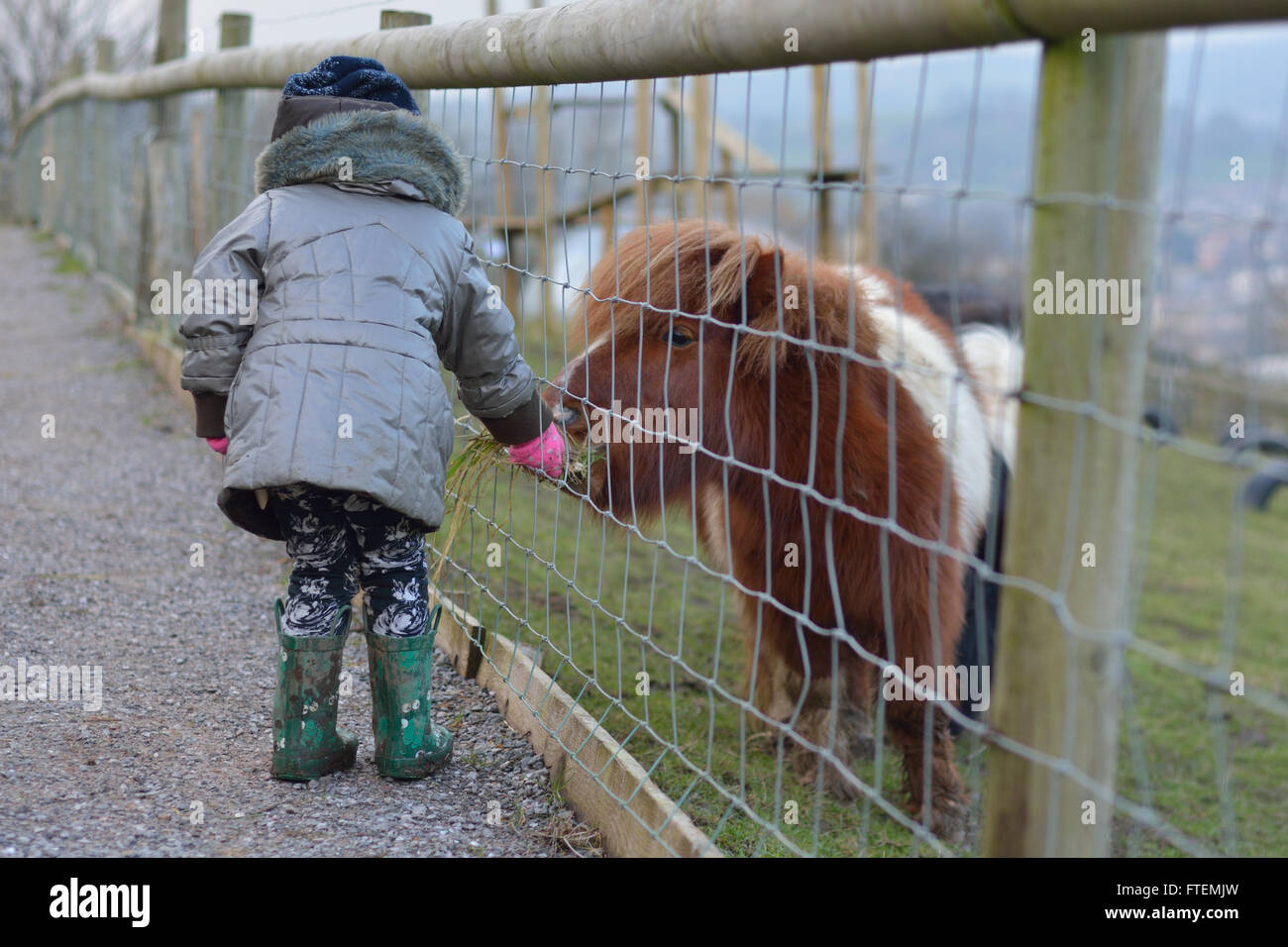 Junges Kind füttern Rasen, eine braune und weiße Mini-Shetland-Pony. Eine kleine Mädchen bietet Nahrung für ein kleines Pferd, auf dem Bauernhof Stockfoto