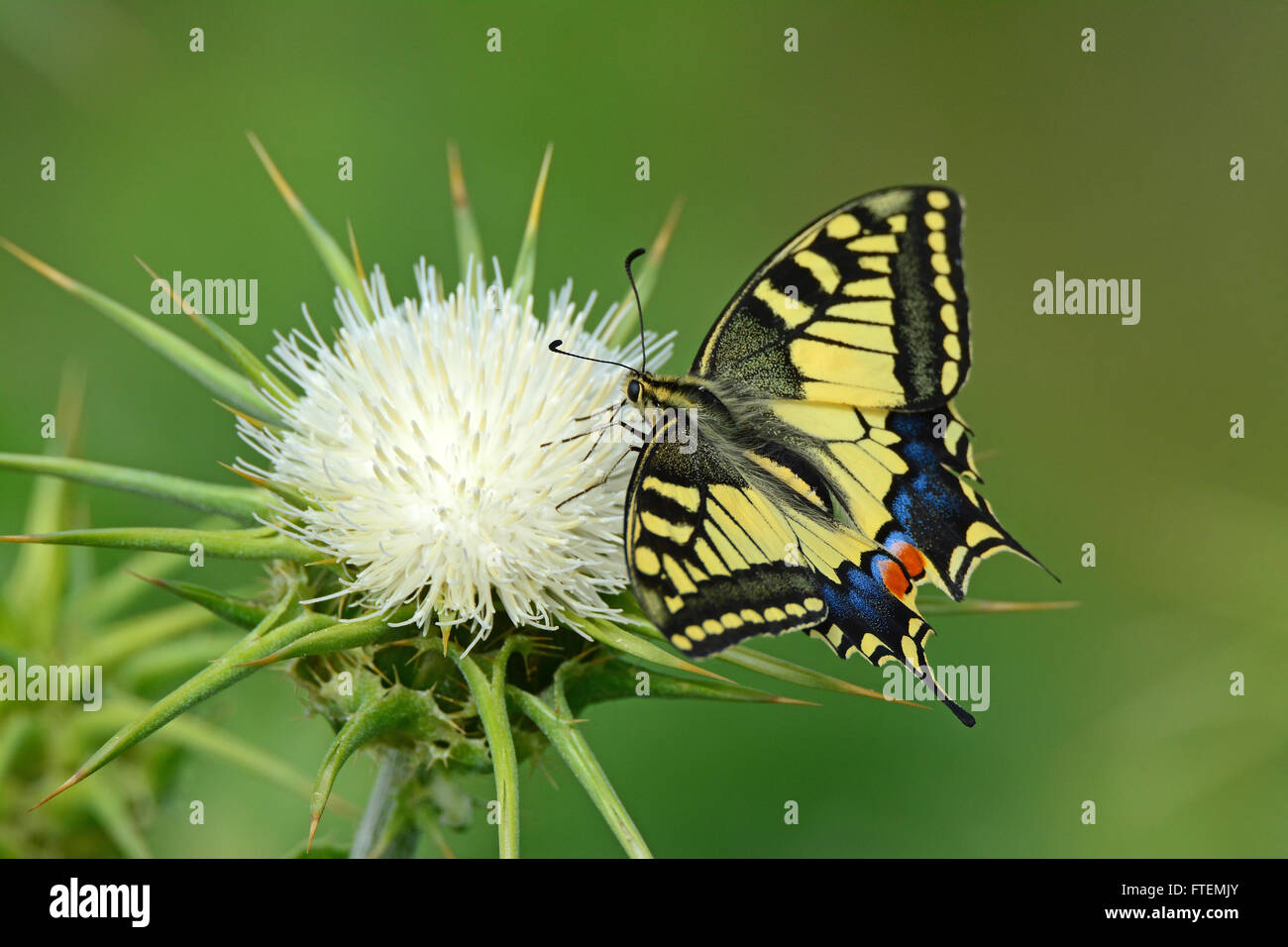 Schwalbenschwanz-Schmetterling - Papilio Machaon - auf eine Dorn-Blume Stockfoto