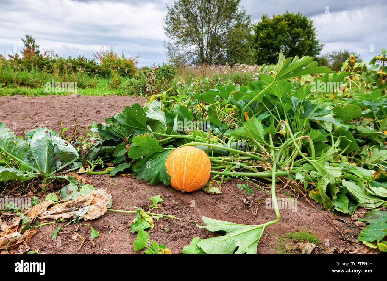 Orange Kürbis mit großen grünen Blätter wachsen auf Gemüsebeet Stockfoto