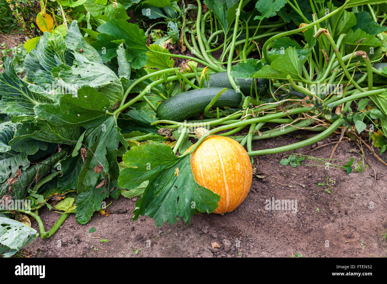 Orange Kürbis mit großen grünen Blätter wachsen auf Gemüsebeet Stockfoto