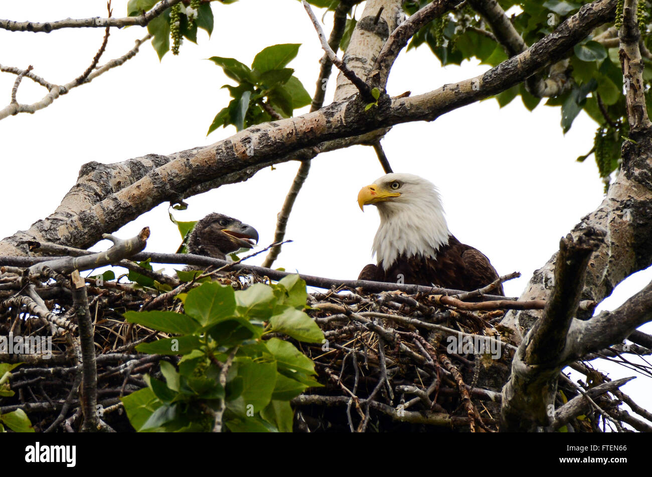 Adult Weißkopfseeadler und Küken Stockfoto