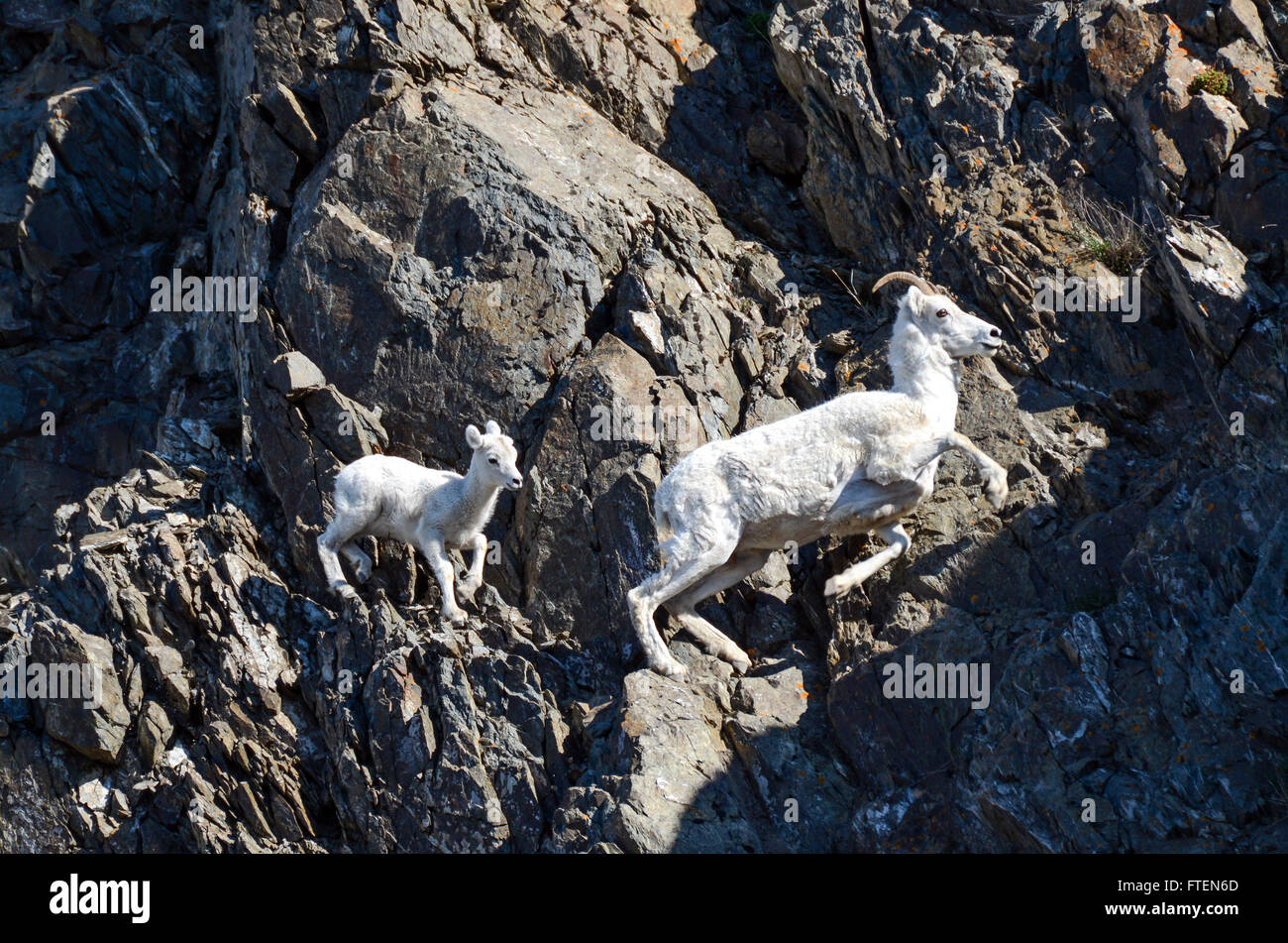 Dallschafe Lamm folgt der Ewe Stockfoto