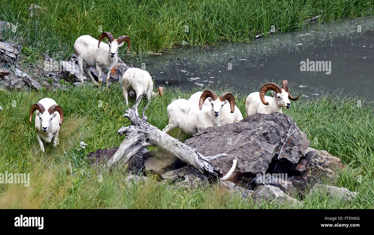 Dall Schafe Rams in Alaska Stockfoto