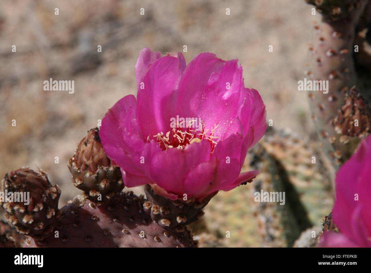 Beavertail Kaktus blüht Stockfoto
