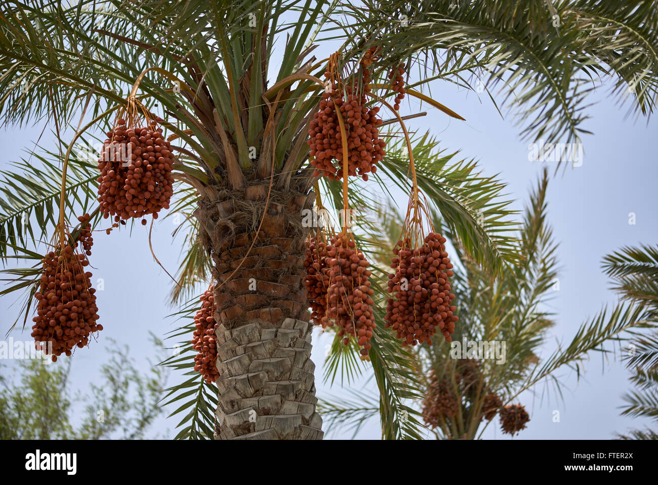 Reifung Termine hängen von einer Dattelpalme in Muscat Oman Stockfoto