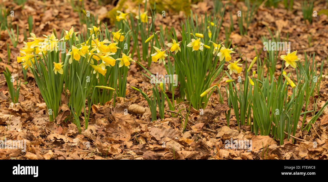 Wilde Narzissen, Narcissus Pseudonarcissus, wächst in Dymock Woods, Gloucestershire, England Stockfoto