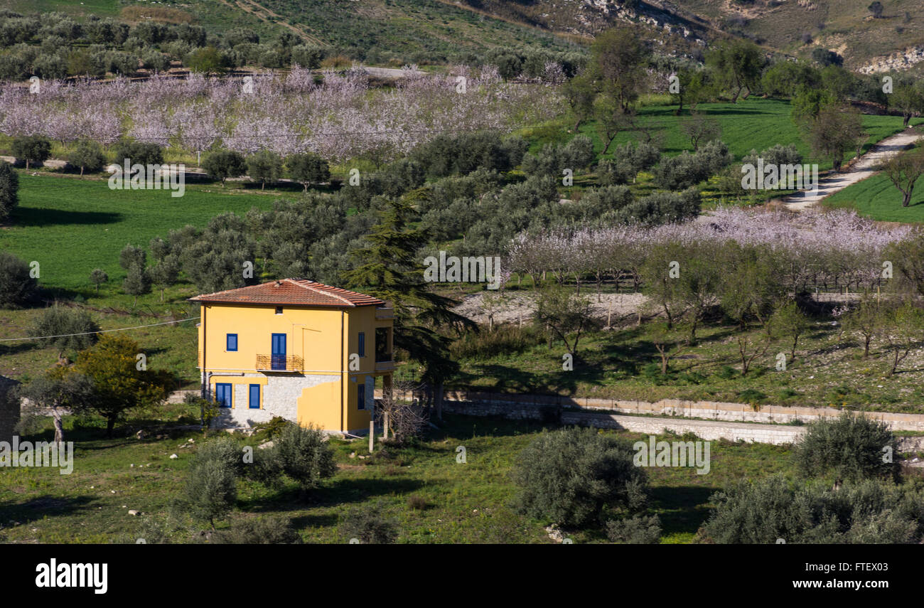 Sizilianische Landschaft mit antiken und modernen Haus mit Oliven- und Mandelbäumen in voller Blüte. Stockfoto