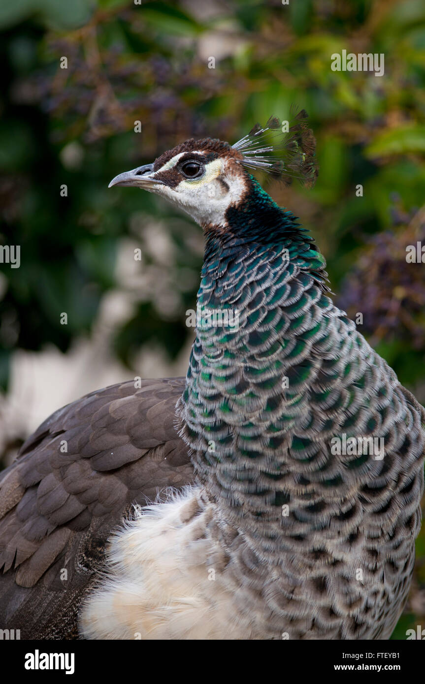 weibliche Pfau im Profil gesehen Stockfoto